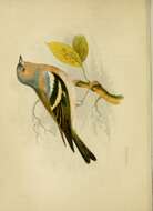 Image of Fringilla Linnaeus 1758