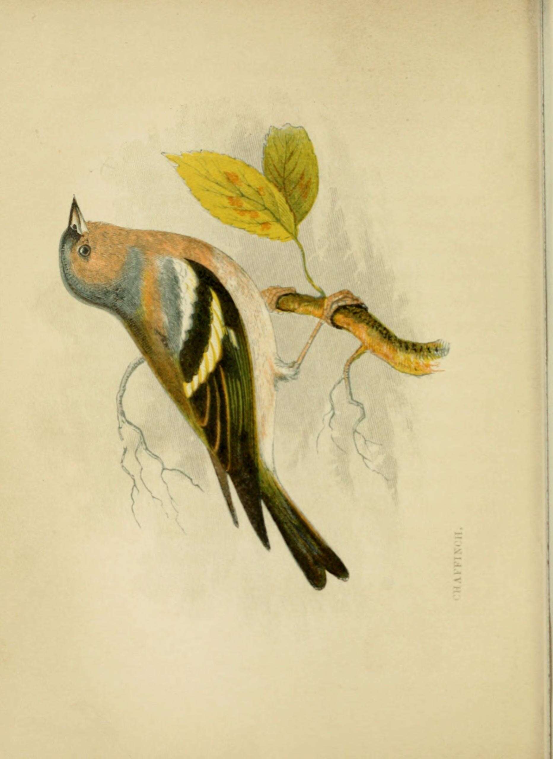 Imagem de Fringilla Linnaeus 1758