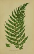 Image of Soft Shield Fern