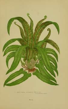 Image of Asplenium scolopendrium subsp. scolopendrium