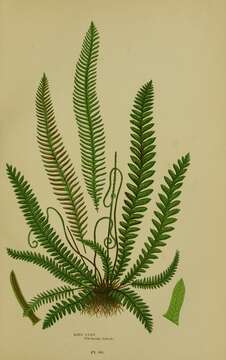 Image of hard fern