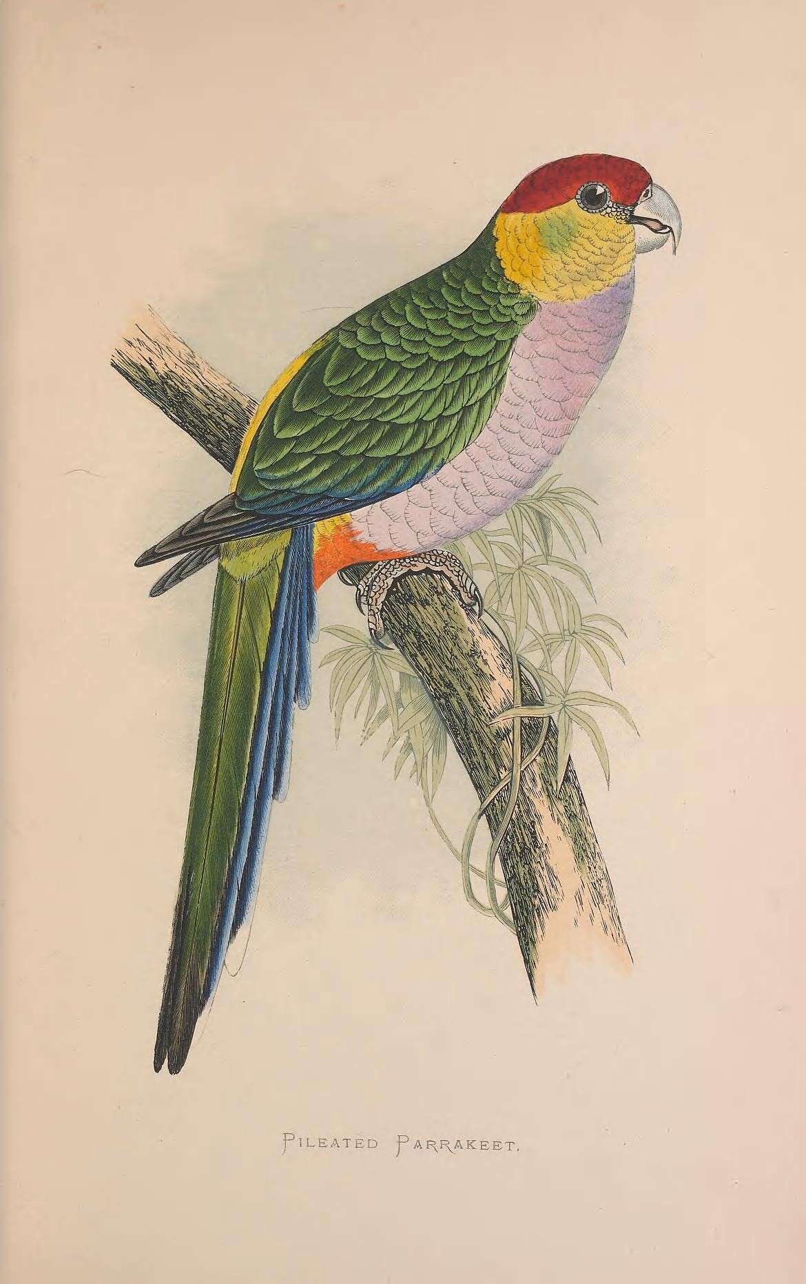 Image of Purpureicephalus Bonaparte 1854