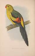 Image of Regent Parrot