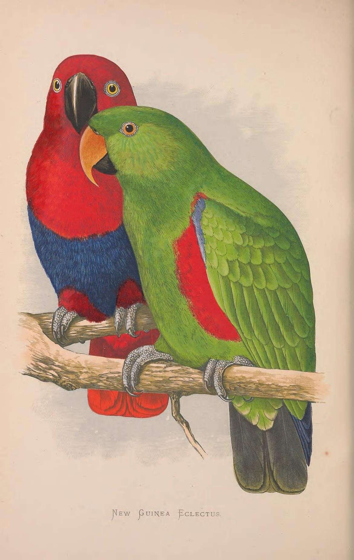 Image of Eclectus Wagler 1832