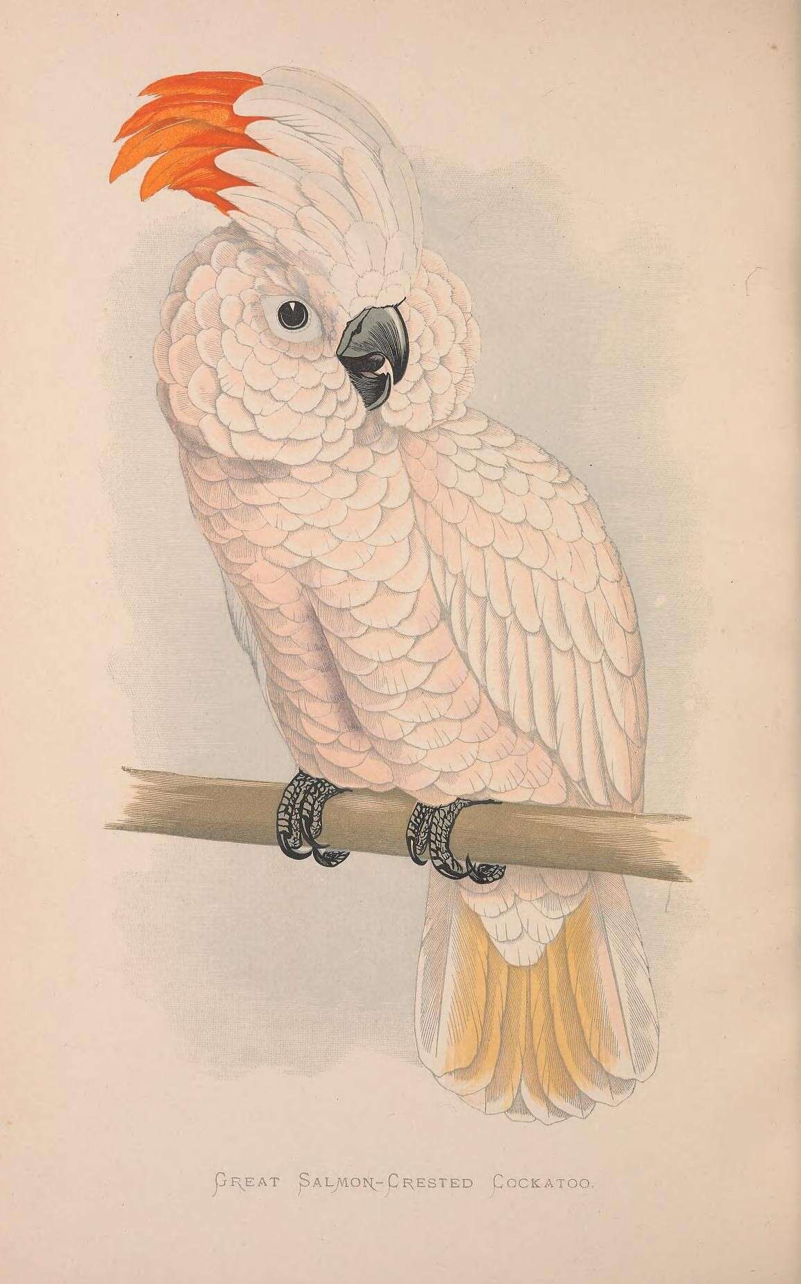 Image of Moluccan Cockatoo