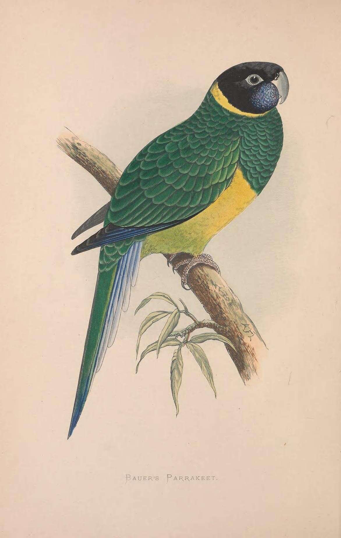 Слика од Barnardius Bonaparte 1854