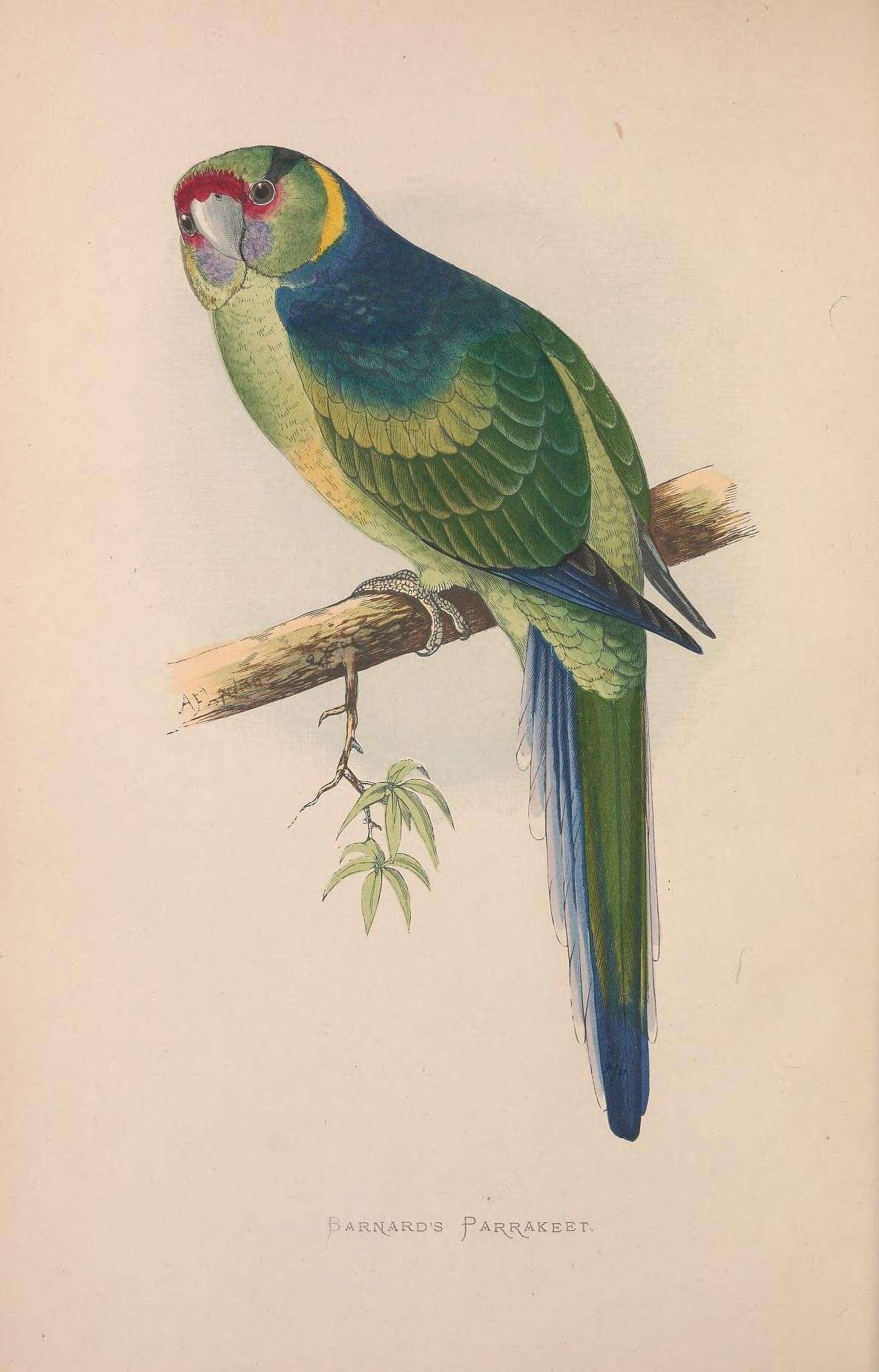Слика од Barnardius Bonaparte 1854