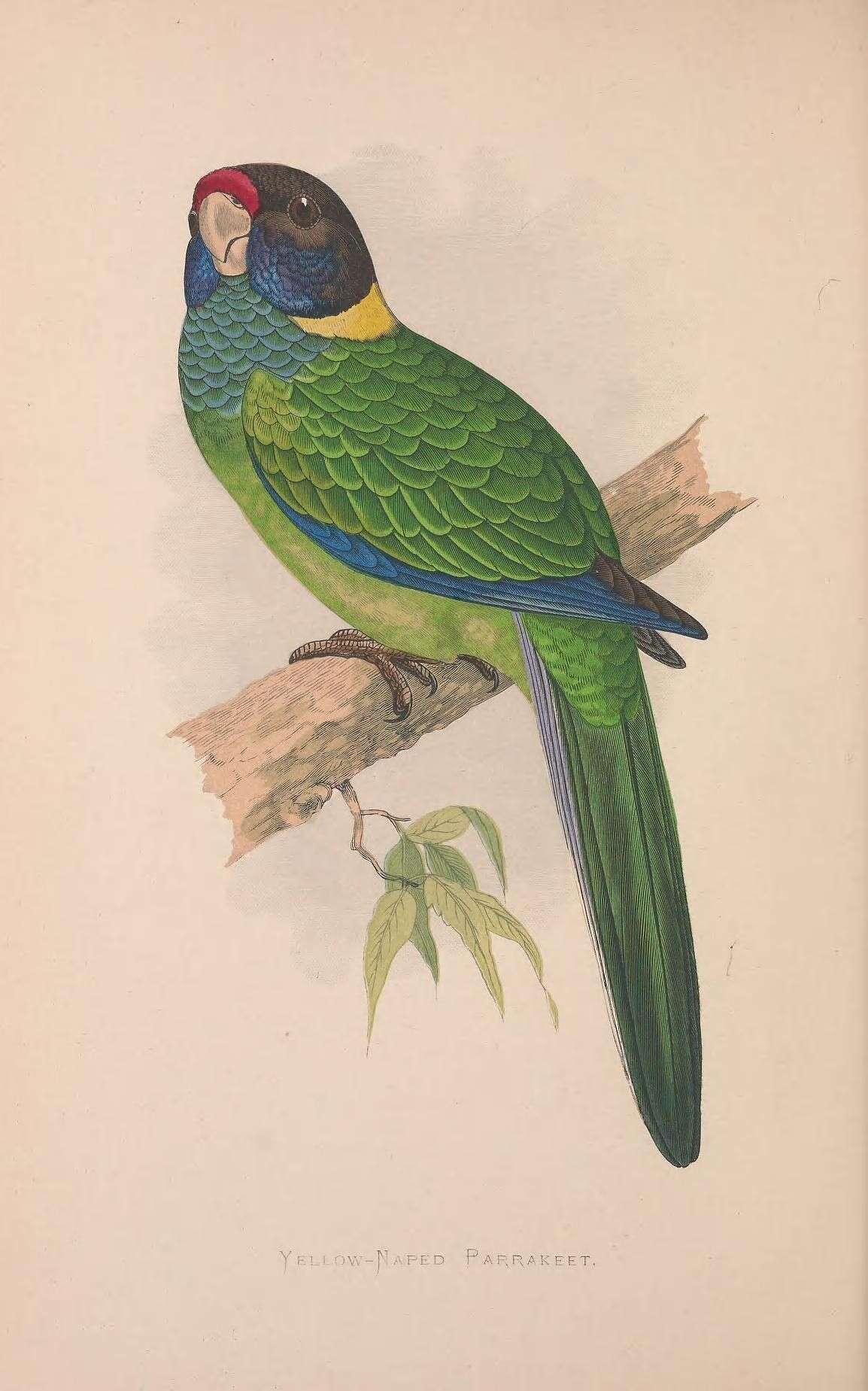 Слика од Barnardius Bonaparte 1854