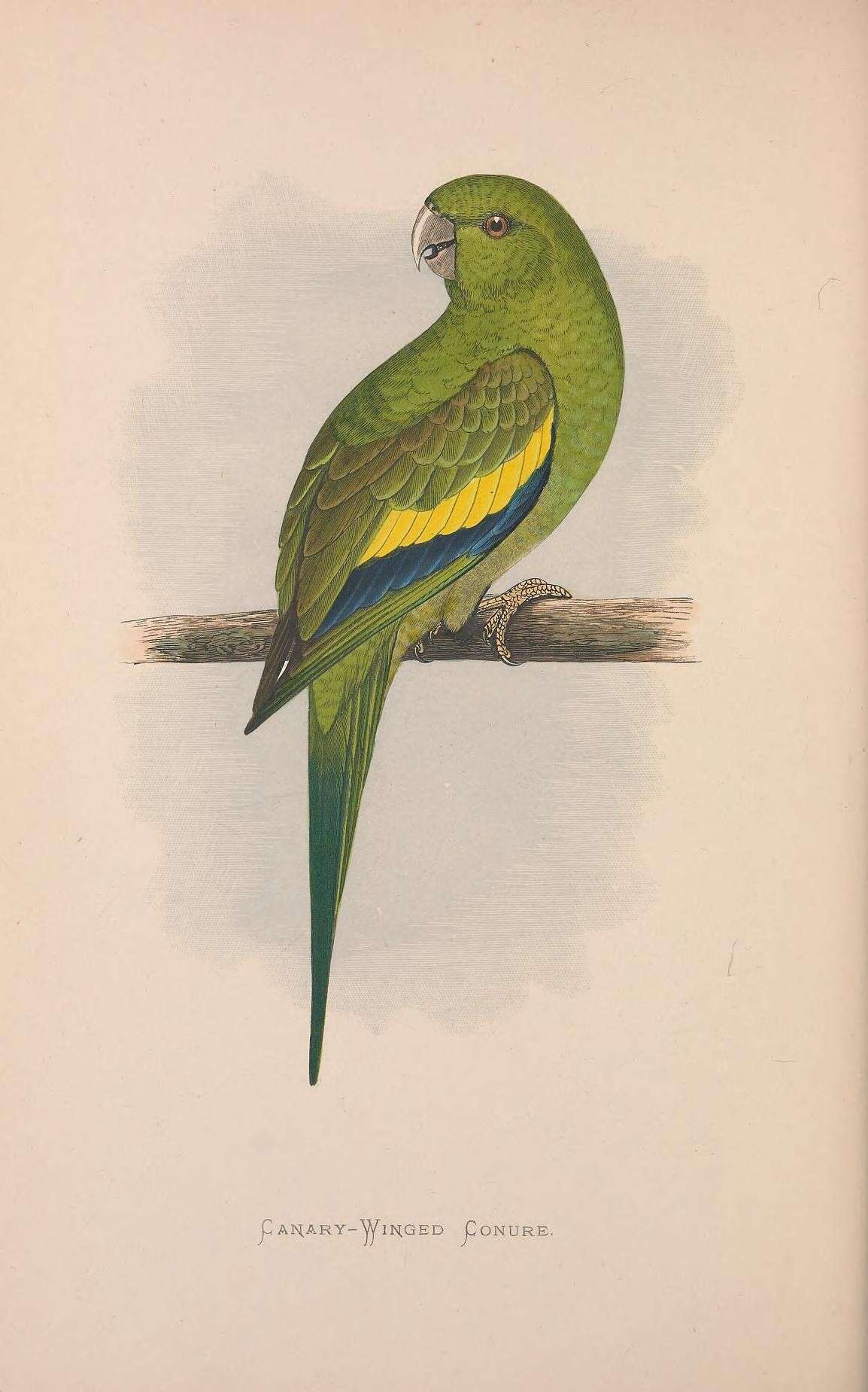 Image of Canary-winged Parakeet