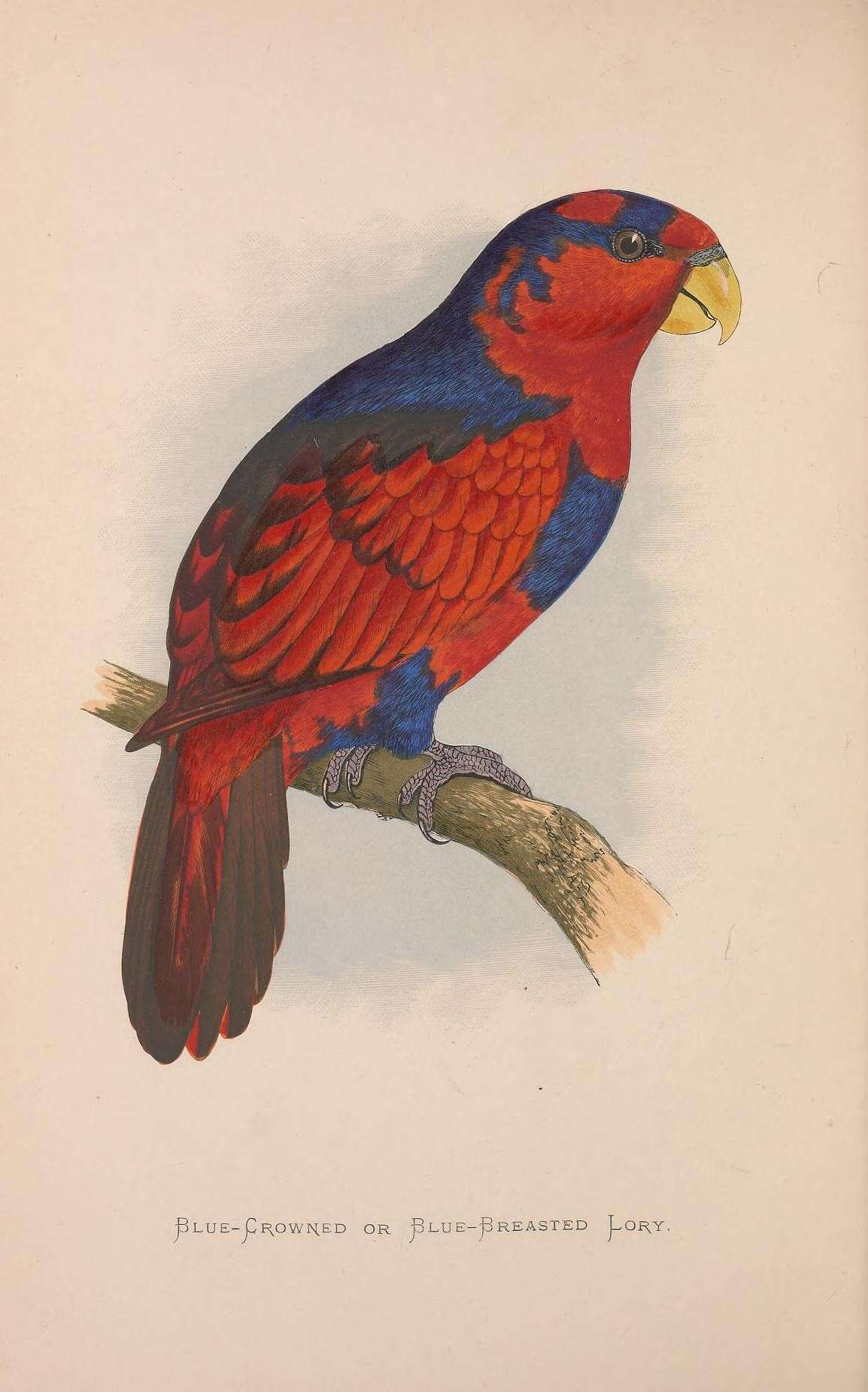 Image of Violet-necked Lory