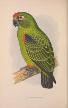 Plancia ëd Poicephalus gulielmi (Jardine 1849)