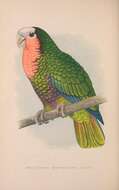 Image of Bahamas Parrot