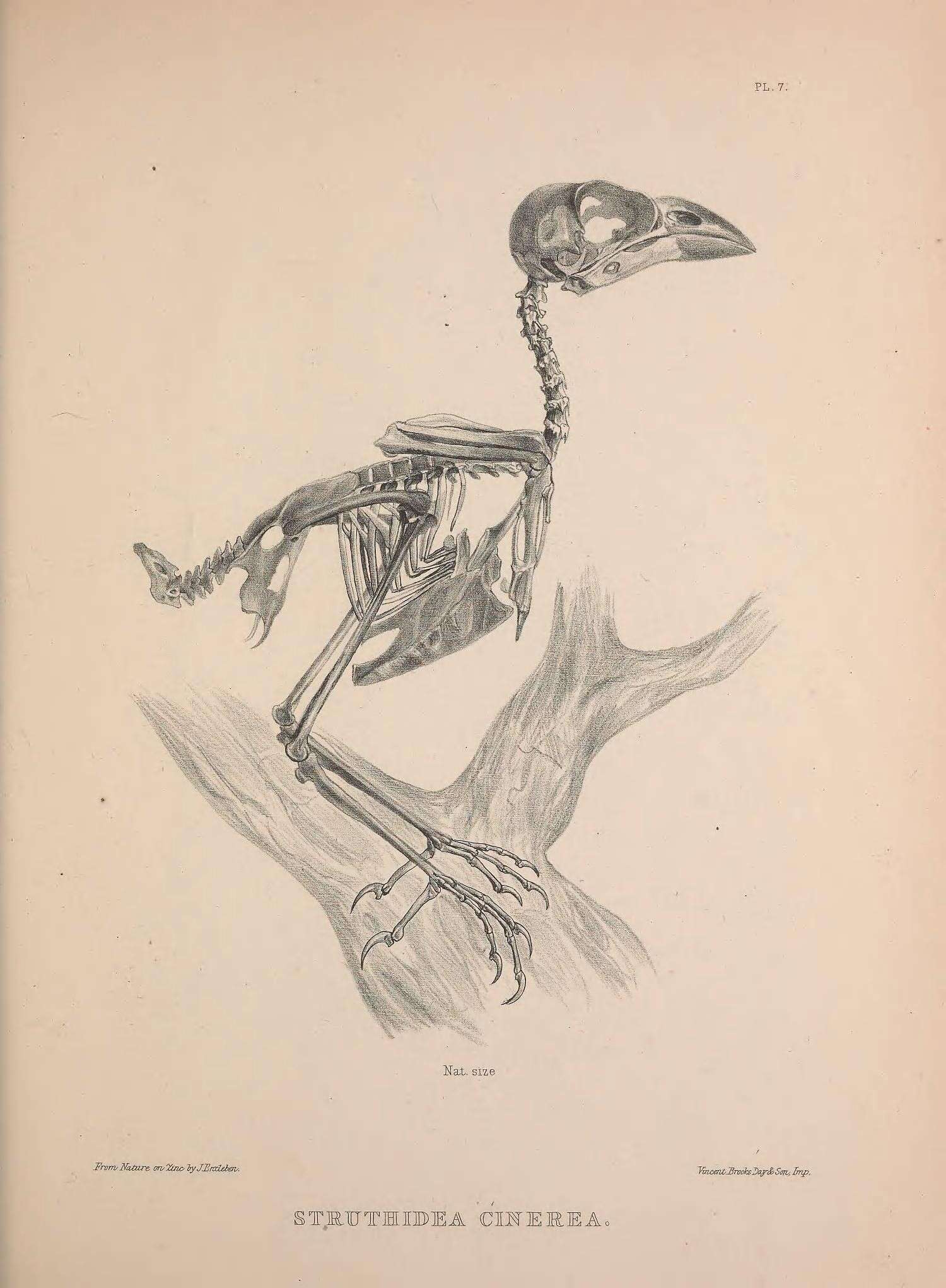 Image of Struthidea Gould 1837