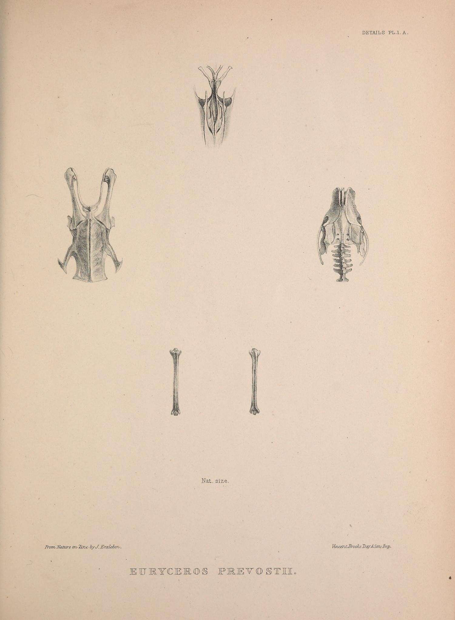 Image de Euryceros Lesson & R 1831