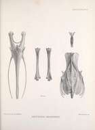 Crypturellus cinereus (Gmelin & JF 1789) resmi