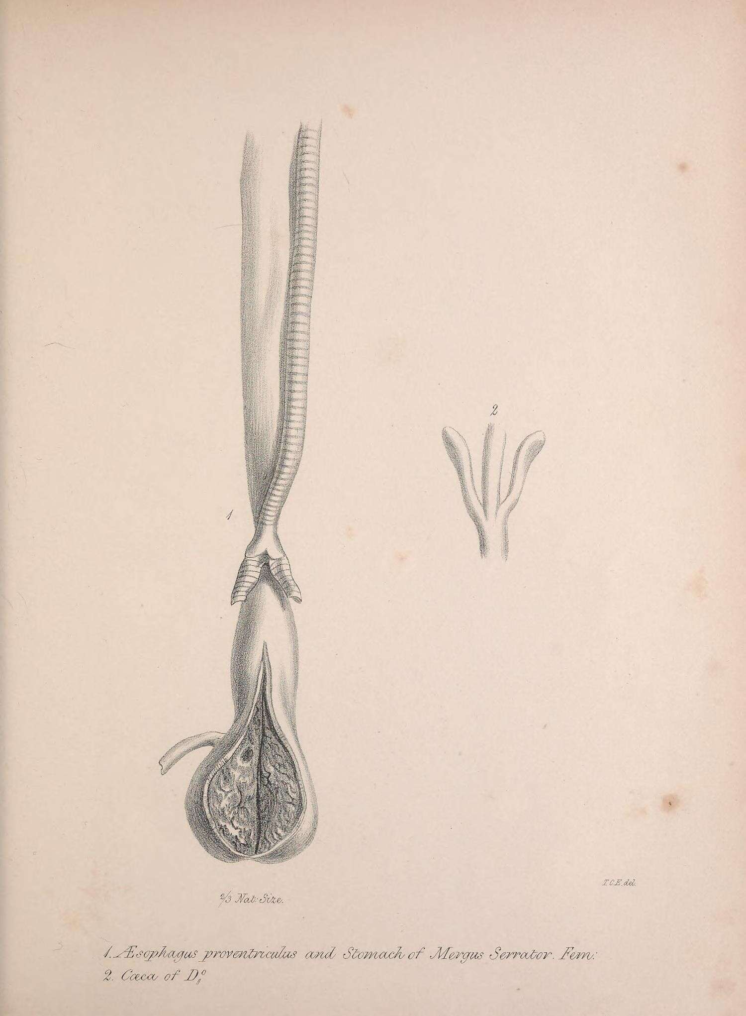 Image of Mergus Linnaeus 1758