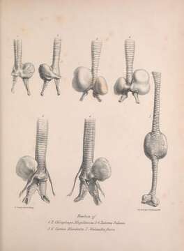 Image of Chloephaga magellanica