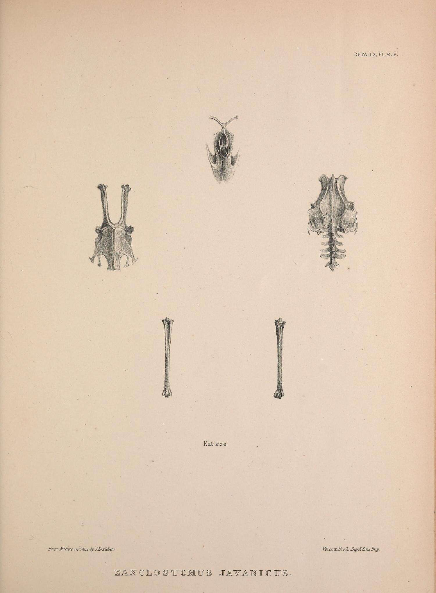 Image of Zanclostomus Swainson 1837