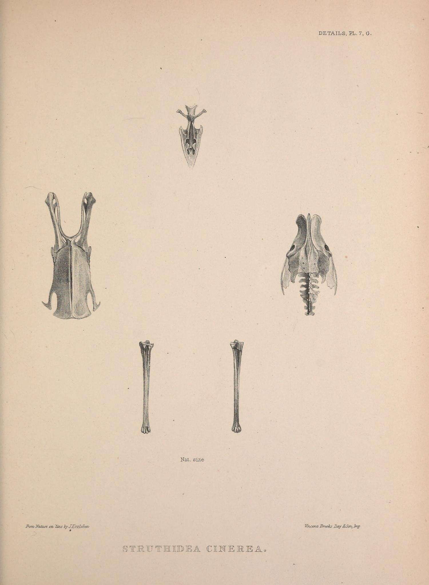 Image of Struthidea Gould 1837