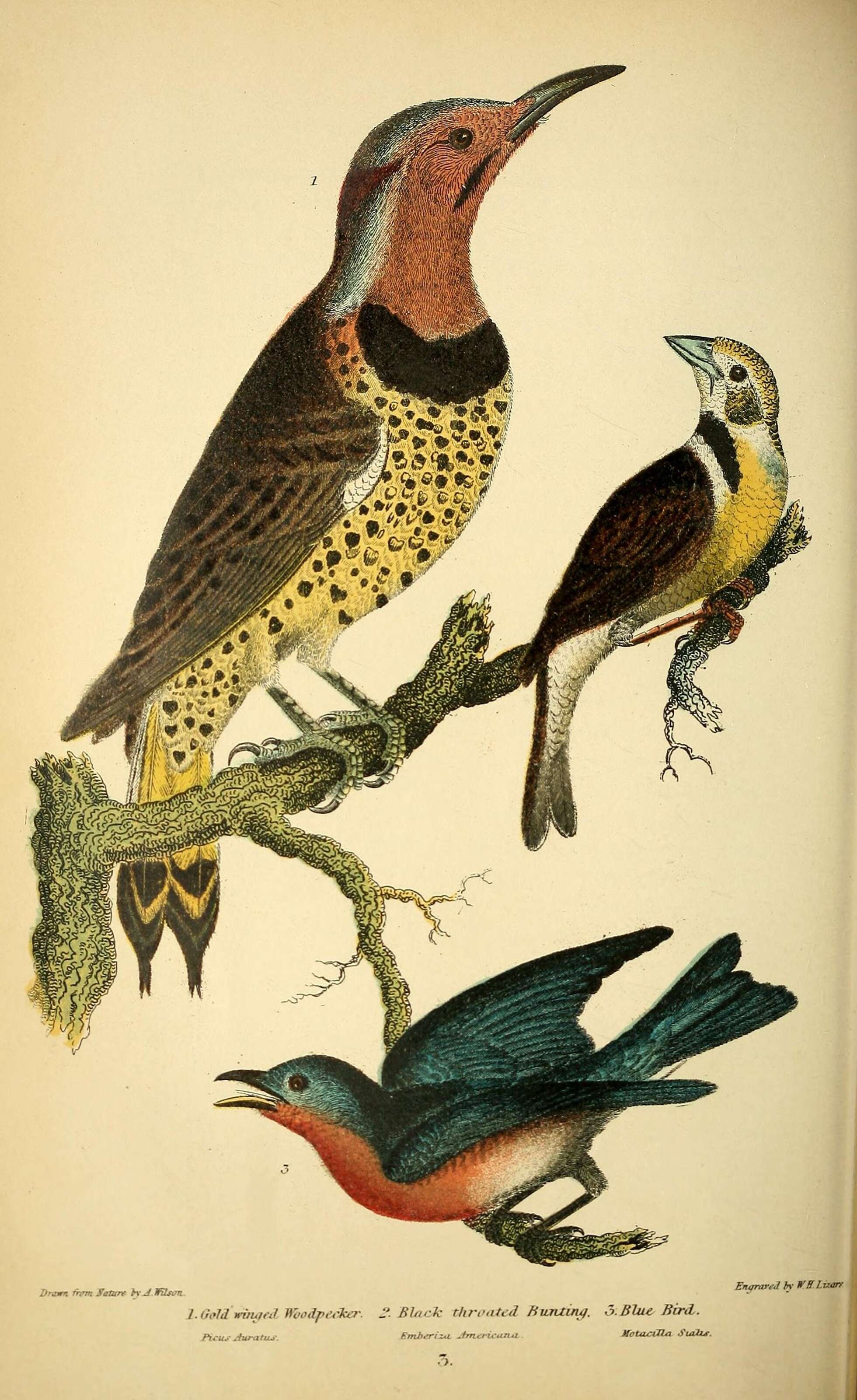 Image of Northern Flicker