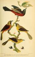 Image of Orchard Oriole