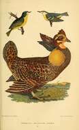 Image of Greater Prairie Chicken