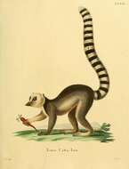 Image de Lemur Linnaeus 1758