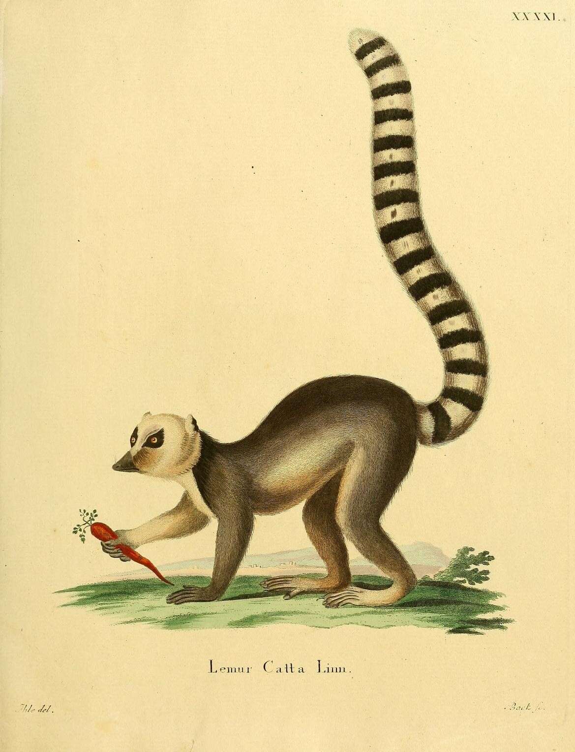 Lemur Linnaeus 1758 resmi