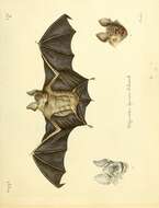 Image of Hipposideros speoris (Schneider ex Schreber 1800)