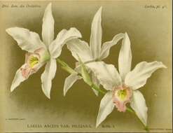 Image of Laelia anceps Lindl.