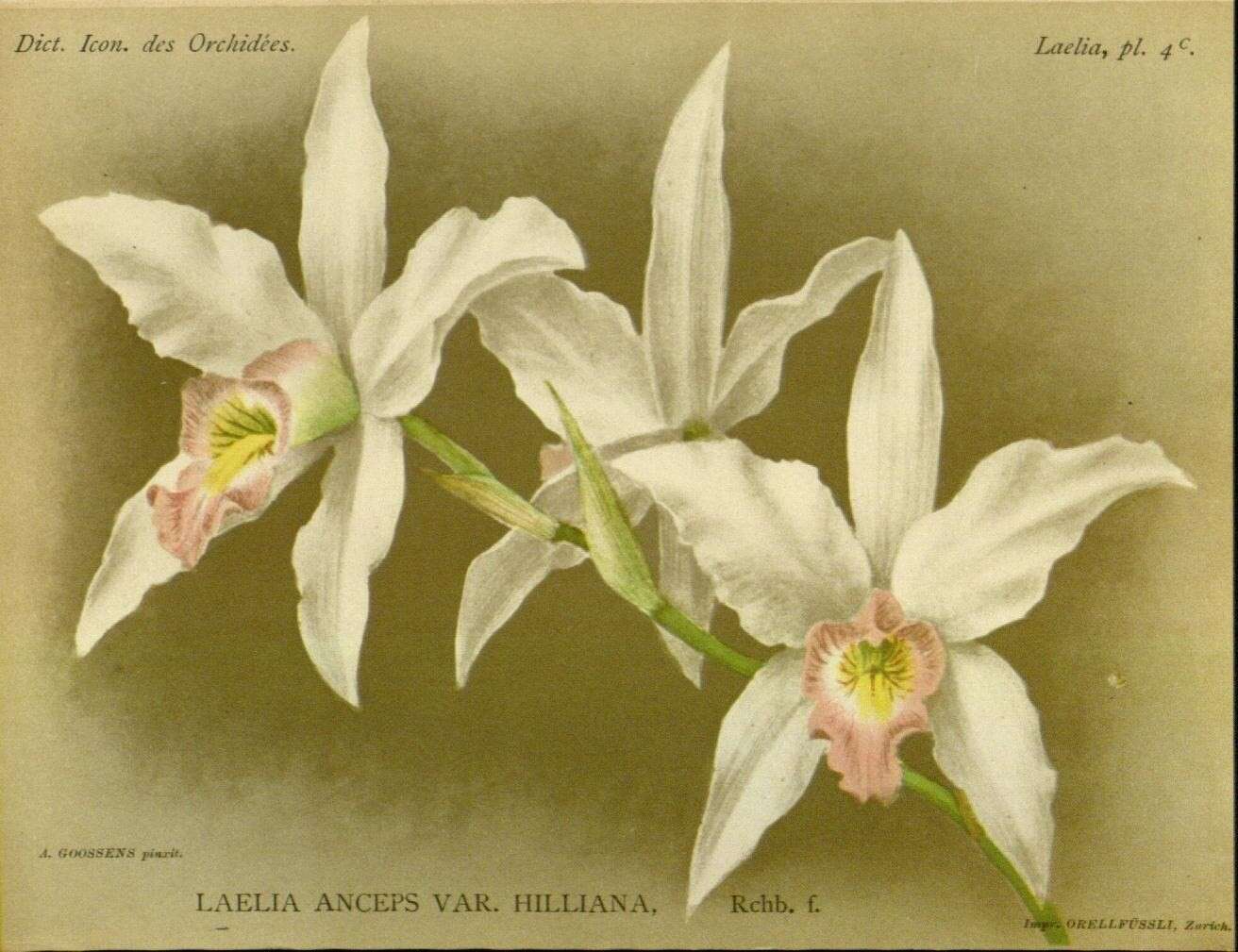 Image de Laelia anceps Lindl.