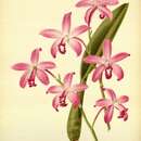 صورة Cattleya caulescens (Lindl.) Van den Berg