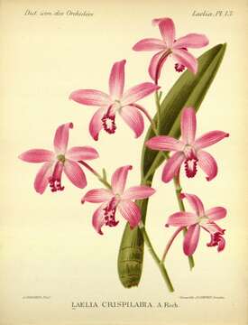 Imagem de Cattleya caulescens (Lindl.) Van den Berg