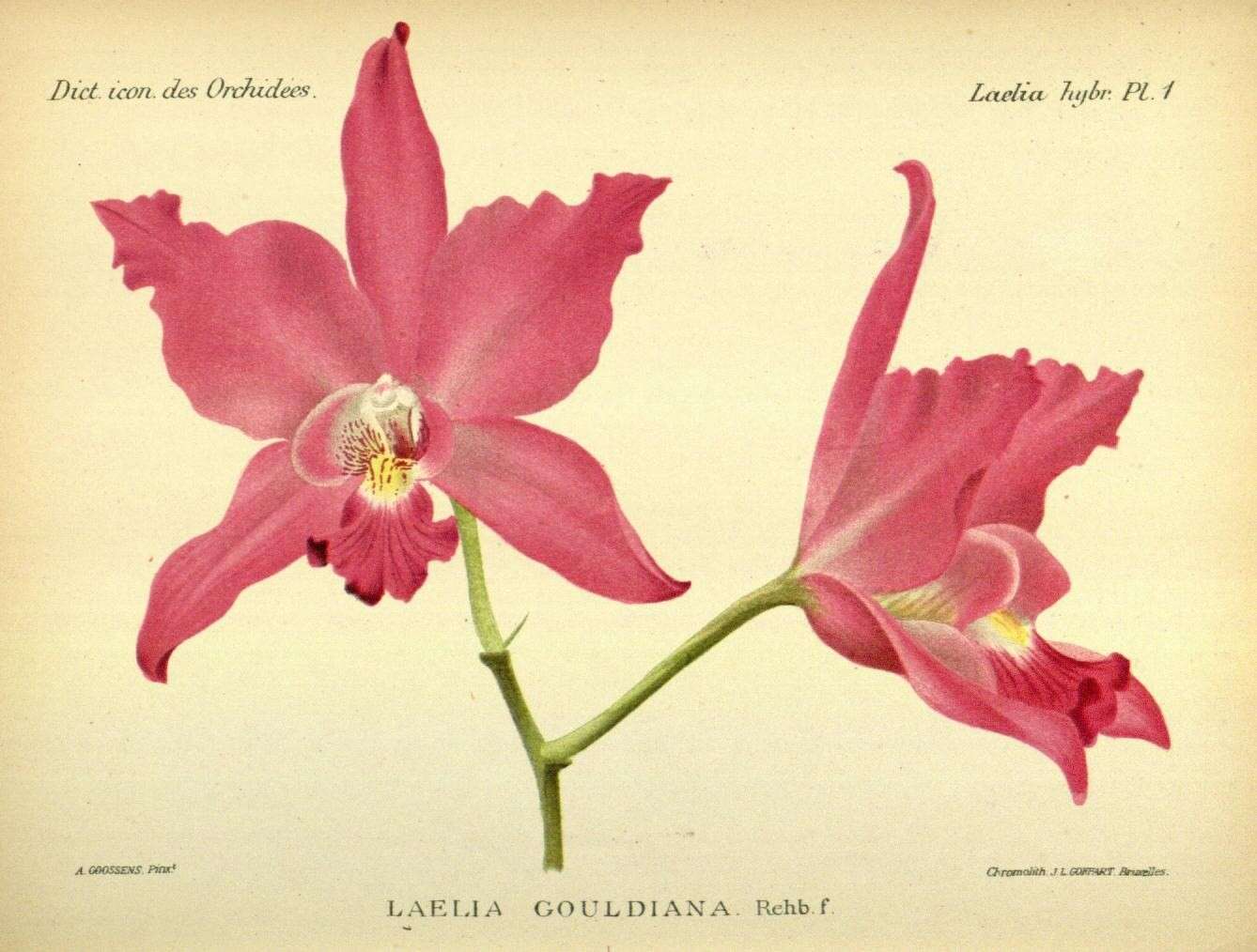 Image of Laelia gouldiana Rchb. fil.