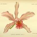 Image of Cattleya × amanda