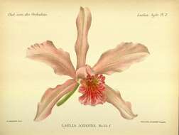 Imagem de Cattleya amanda (Rchb. fil.) Van den Berg