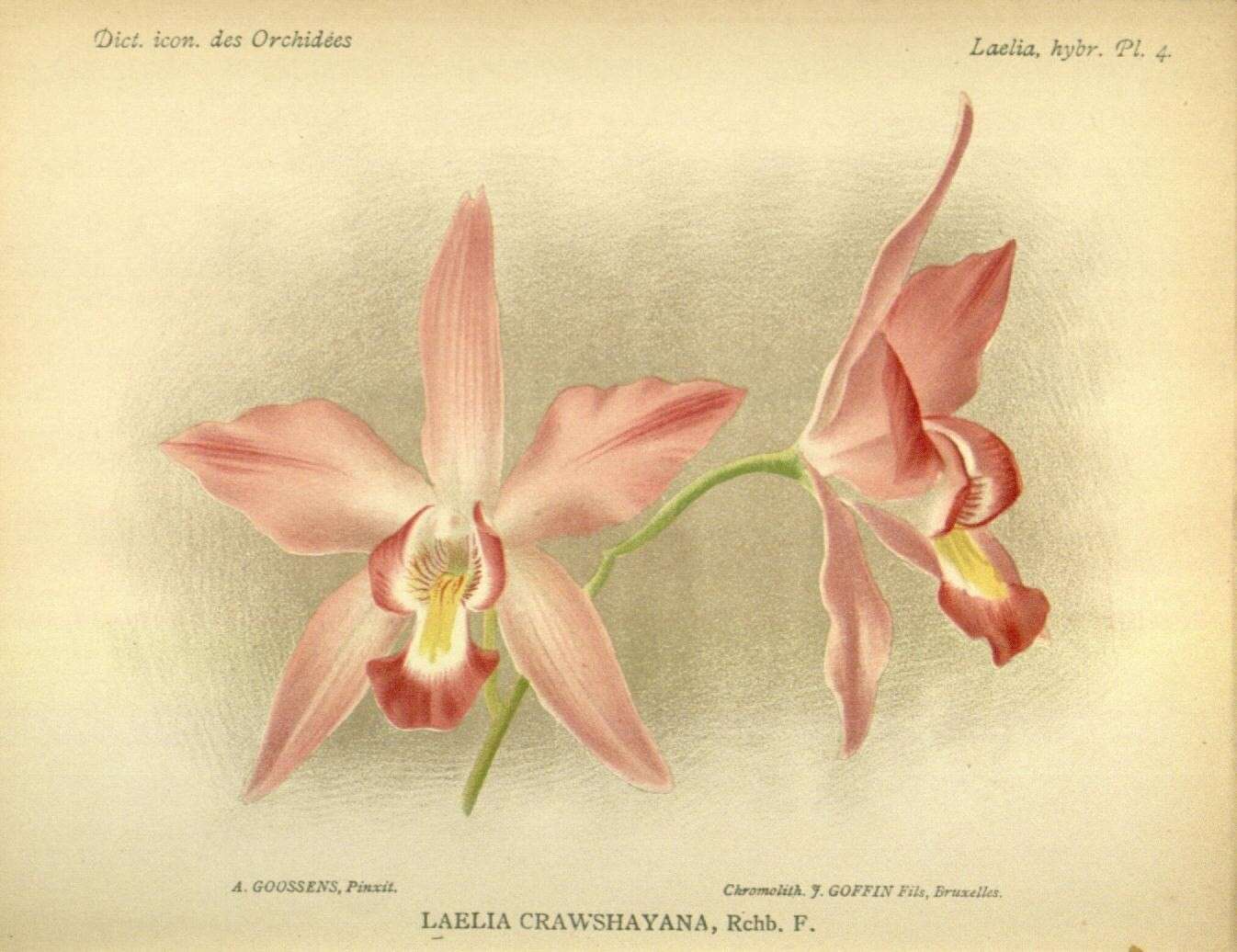 Image of Laelia crawshayana Rchb. fil.