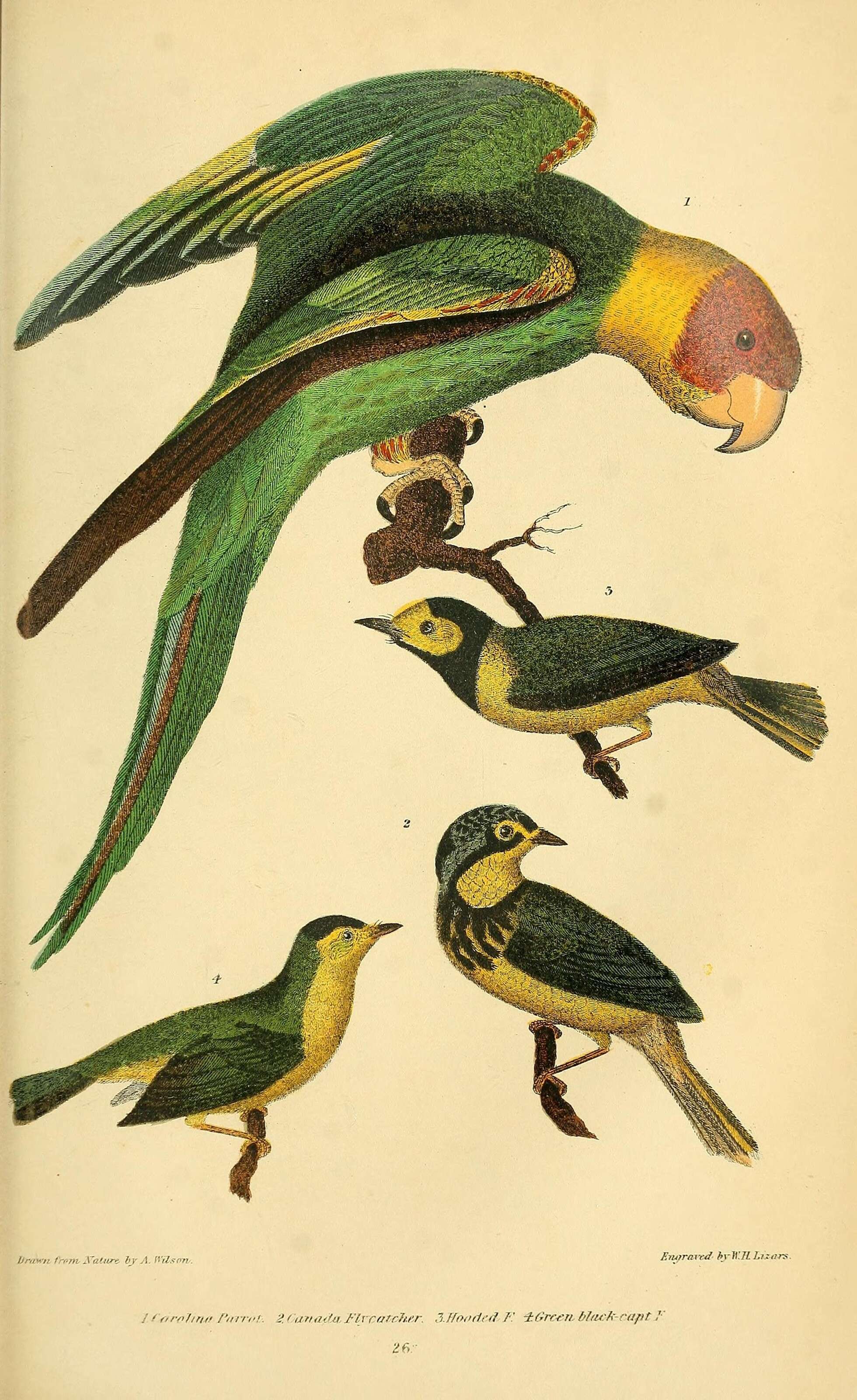 Image of Conuropsis Salvadori 1891