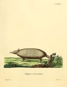 Image of long-nosed armadillos