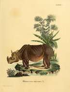 Image of Indian Rhinoceros