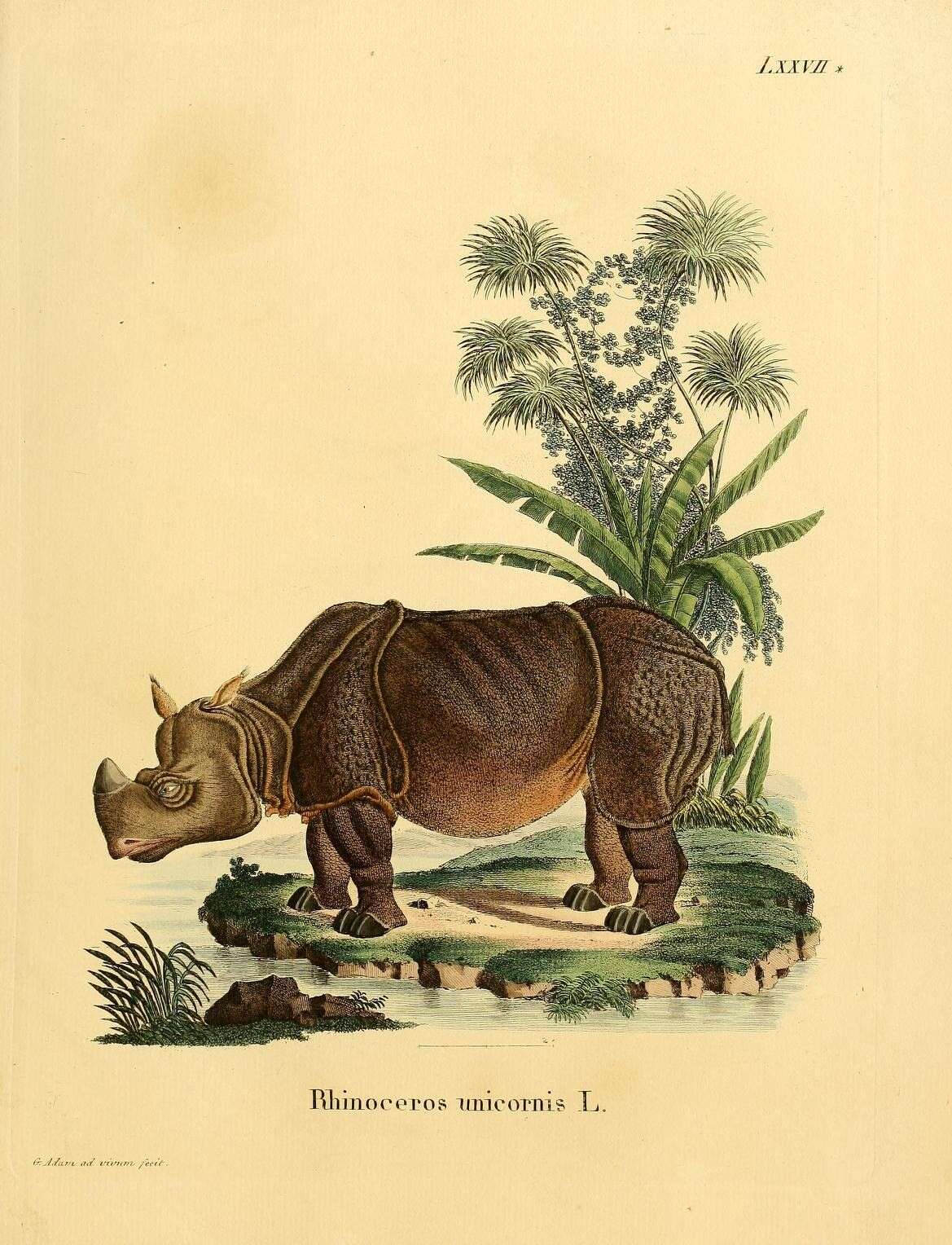 Image de Rhinocéros unicorne de l'Inde