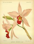 Image de Laelia anceps Lindl.