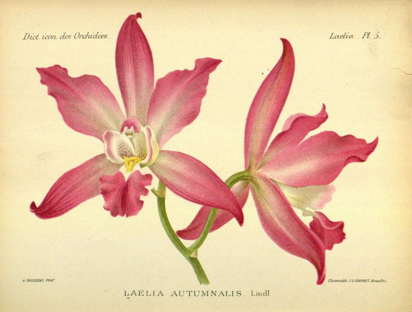 Plancia ëd Laelia autumnalis (Lex.) Lindl.