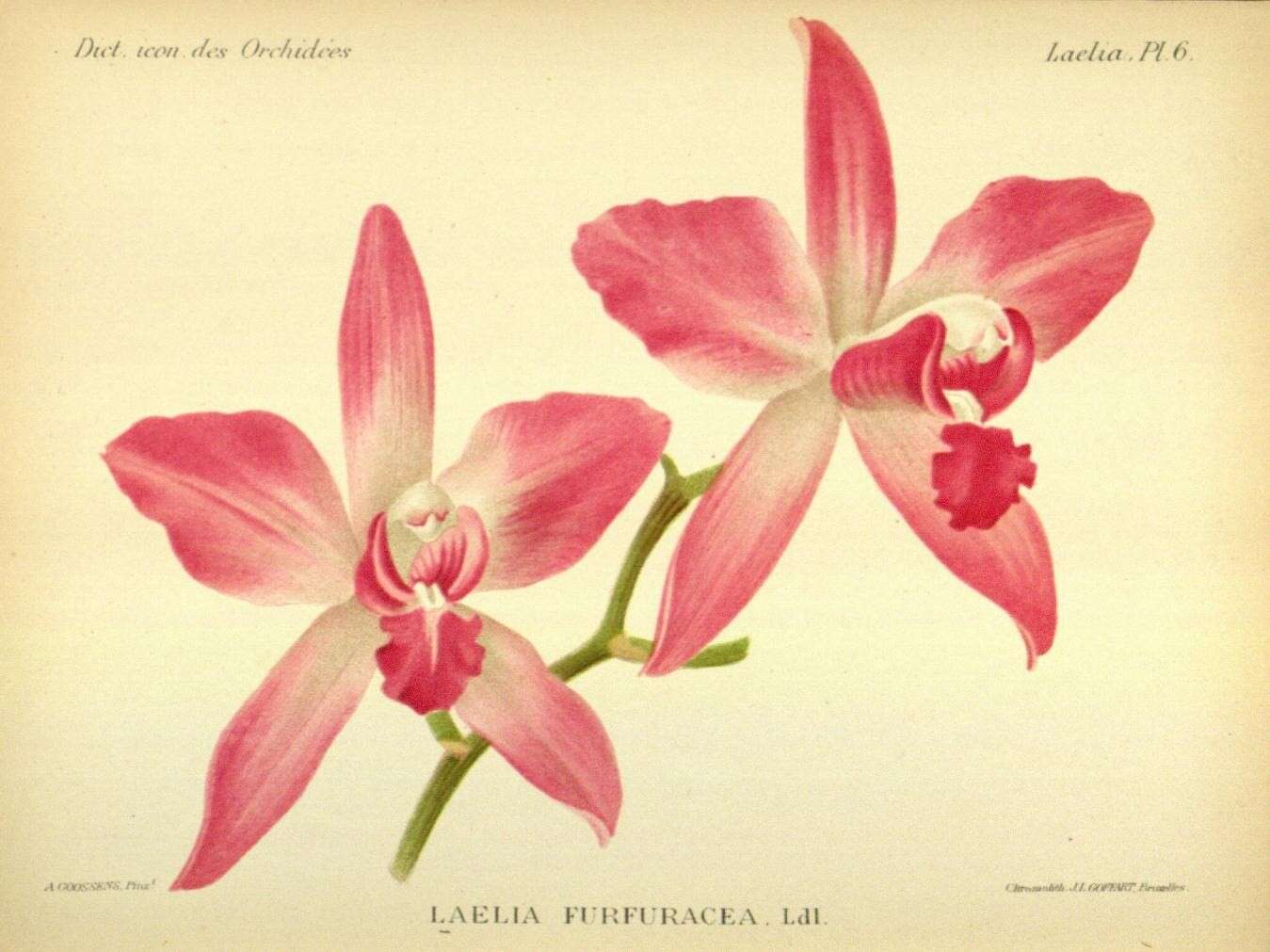 Image of Laelia furfuracea Lindl.