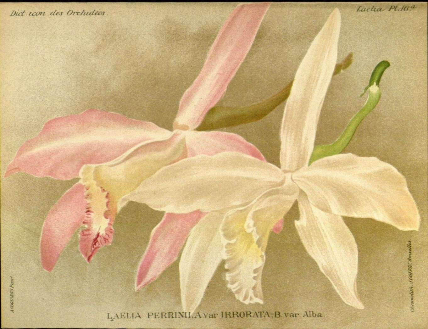 Plancia ëd Cattleya perrinii Lindl.