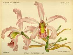 Image of Laelia superbiens Lindl.