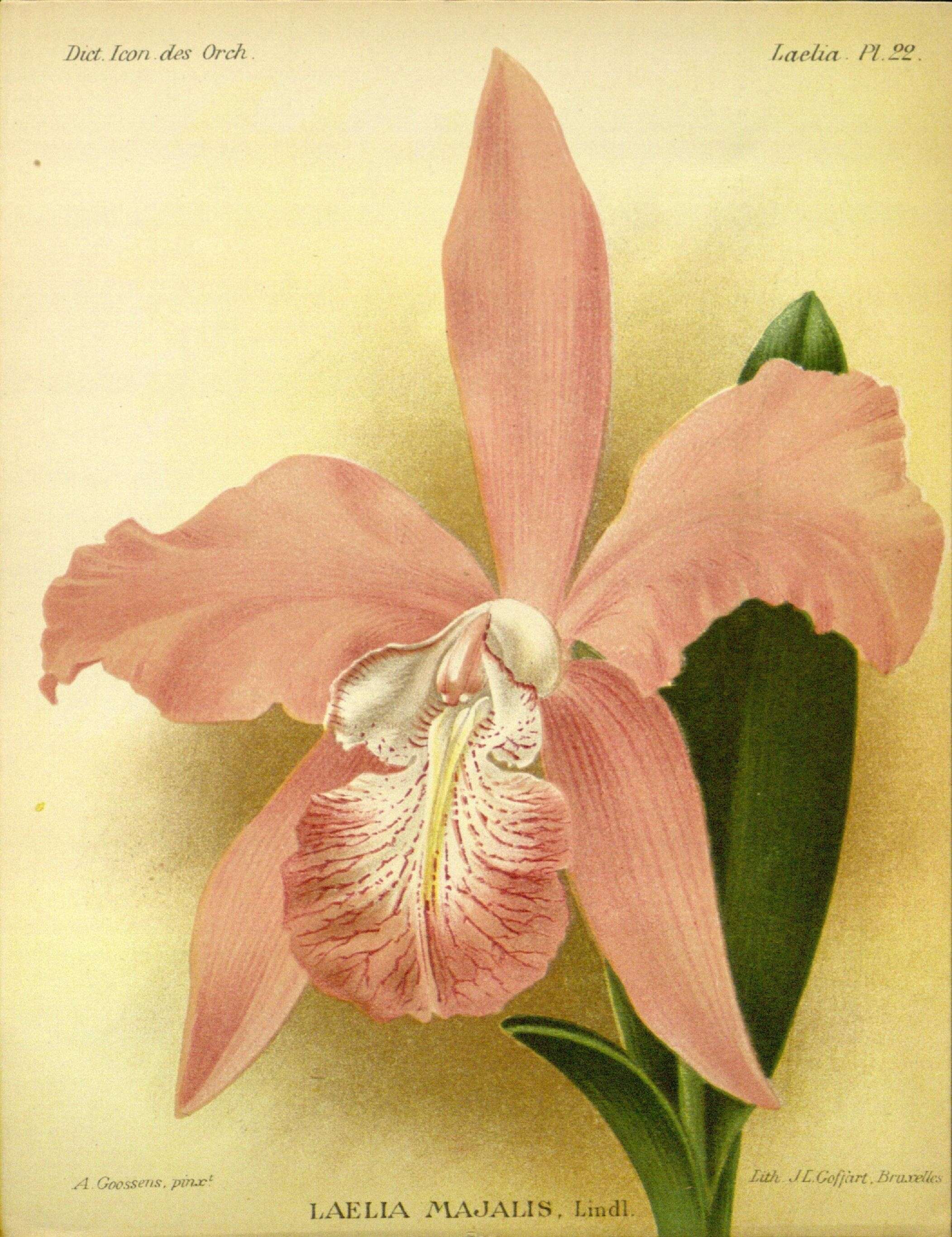 Слика од Laelia speciosa (Kunth) Schltr.