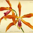 Image of Laelia cinnabrosa