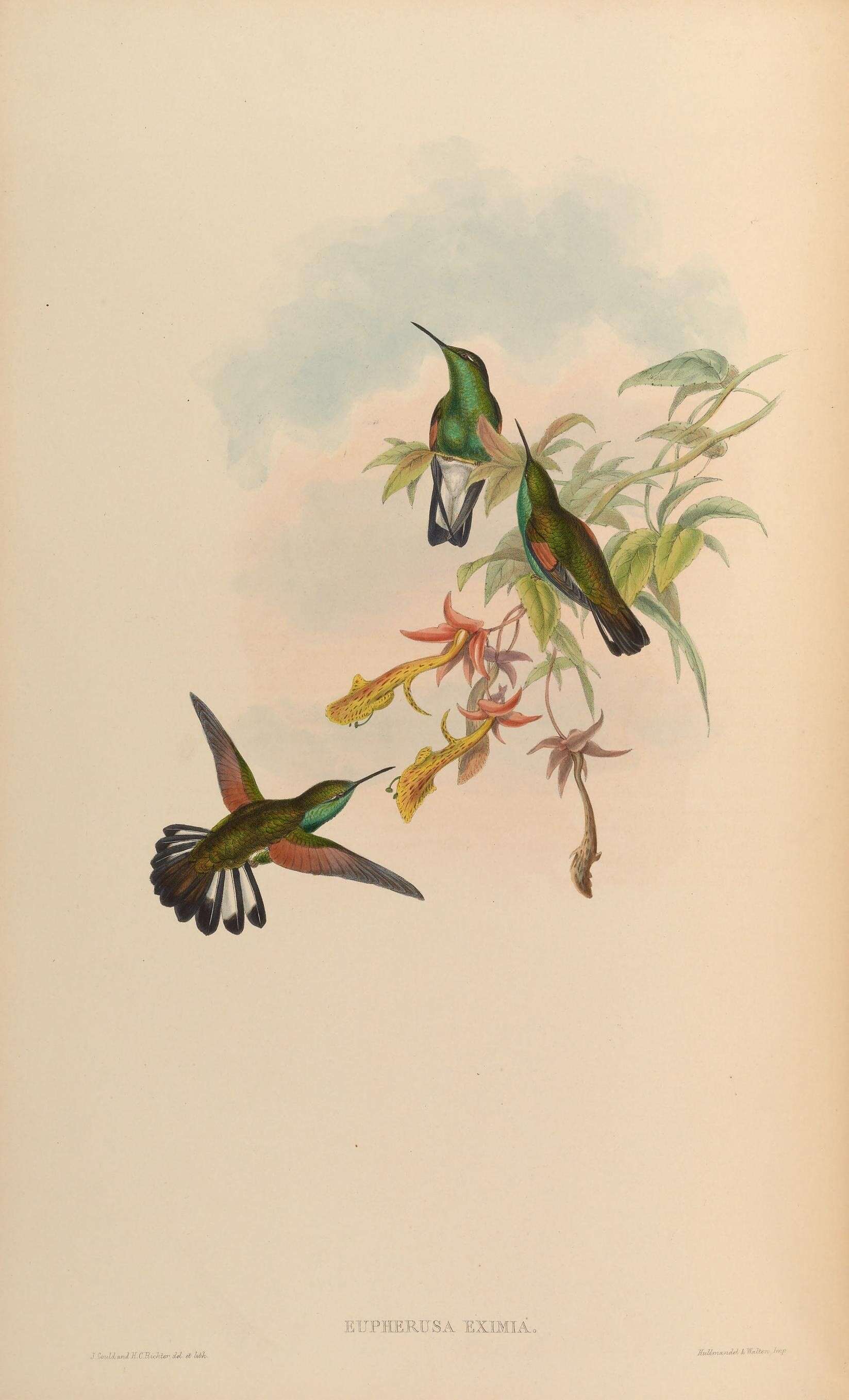 Image of Stripe-tailed Hummingbird