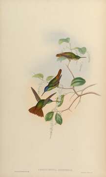 Image of Golden-tailed Sapphire